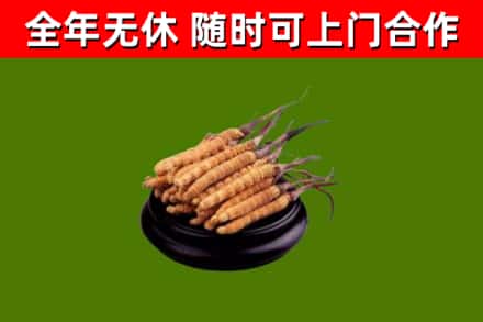 西和回收散虫草