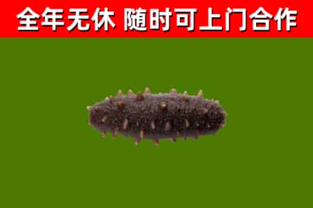 西和回收海参干